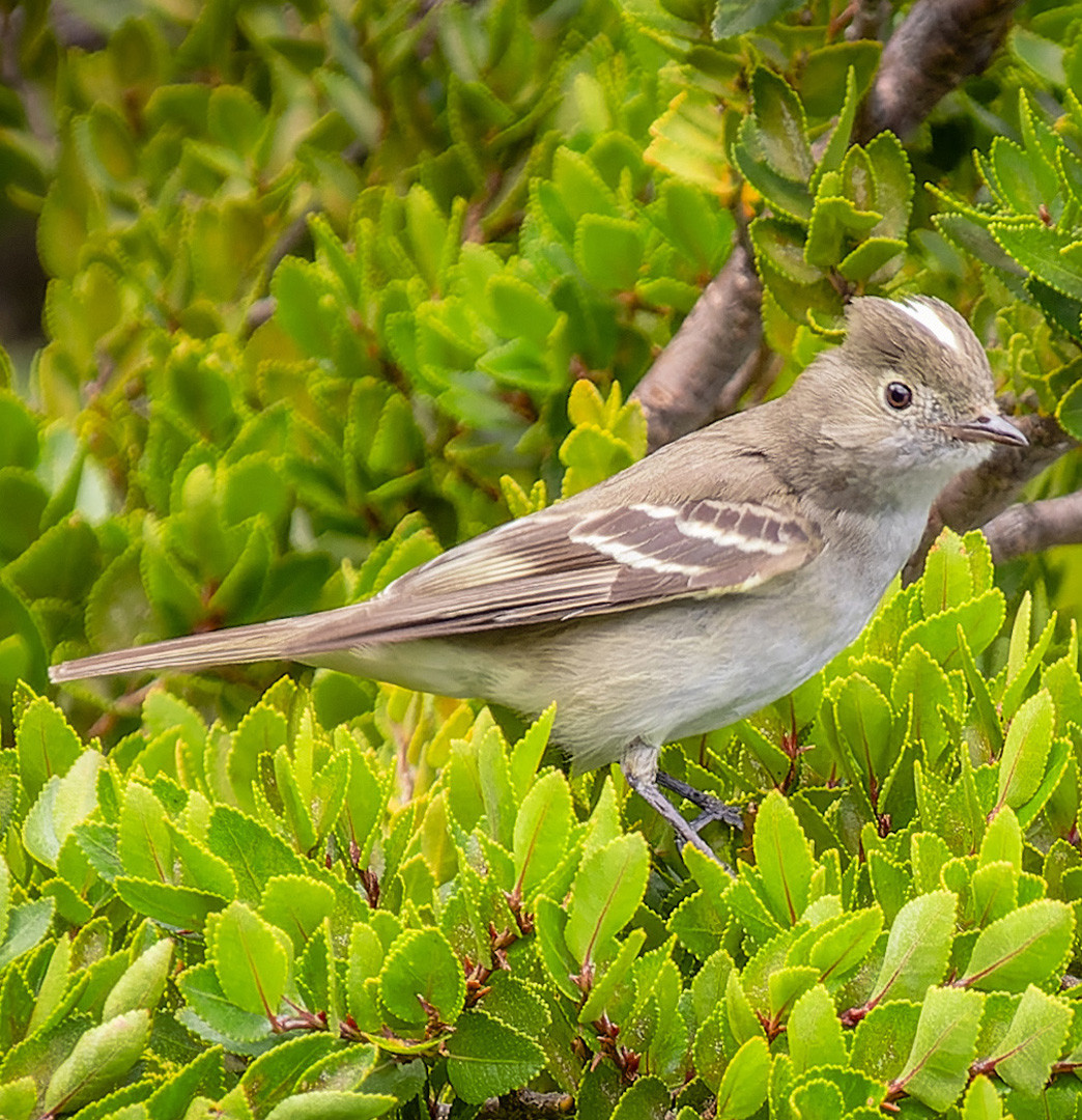 image White-crested Elaenia